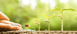 hand nurturing young baby plants growing in germination sequence on fertile soil with natural green background