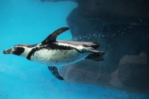 Closeup of Penguin swimming underwater. Humboldt species