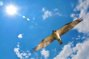 Osprey with blue sky clouds and sun