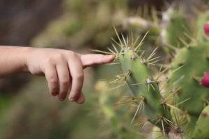 Tocando un cactus