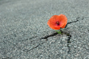 Mohnblume auf der Strae