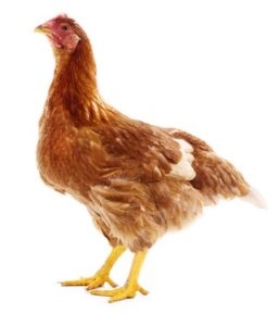 brown hen isolated on white, studio shot