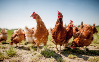 Zäune flicken statt Hühner fangen