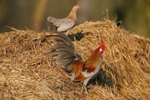 Hahn und Henne vor Misthaufen