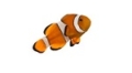 Monika Herbstrith-Lappe Business-Taucherin Humor-Dosis Clownfish 1 klein
