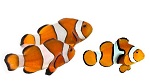 Monika Herbstrith-Lappe Business-Taucherin Humor-Dosis Clownfish 3a klein