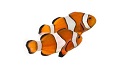 Monika Herbstrith-Lappe Business-Taucherin Humor-Dosis Clownfish 2 klein