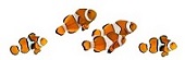 Monika Herbstrith-Lappe Business-Taucherin Humor-Dosis Clownfish 5 klein